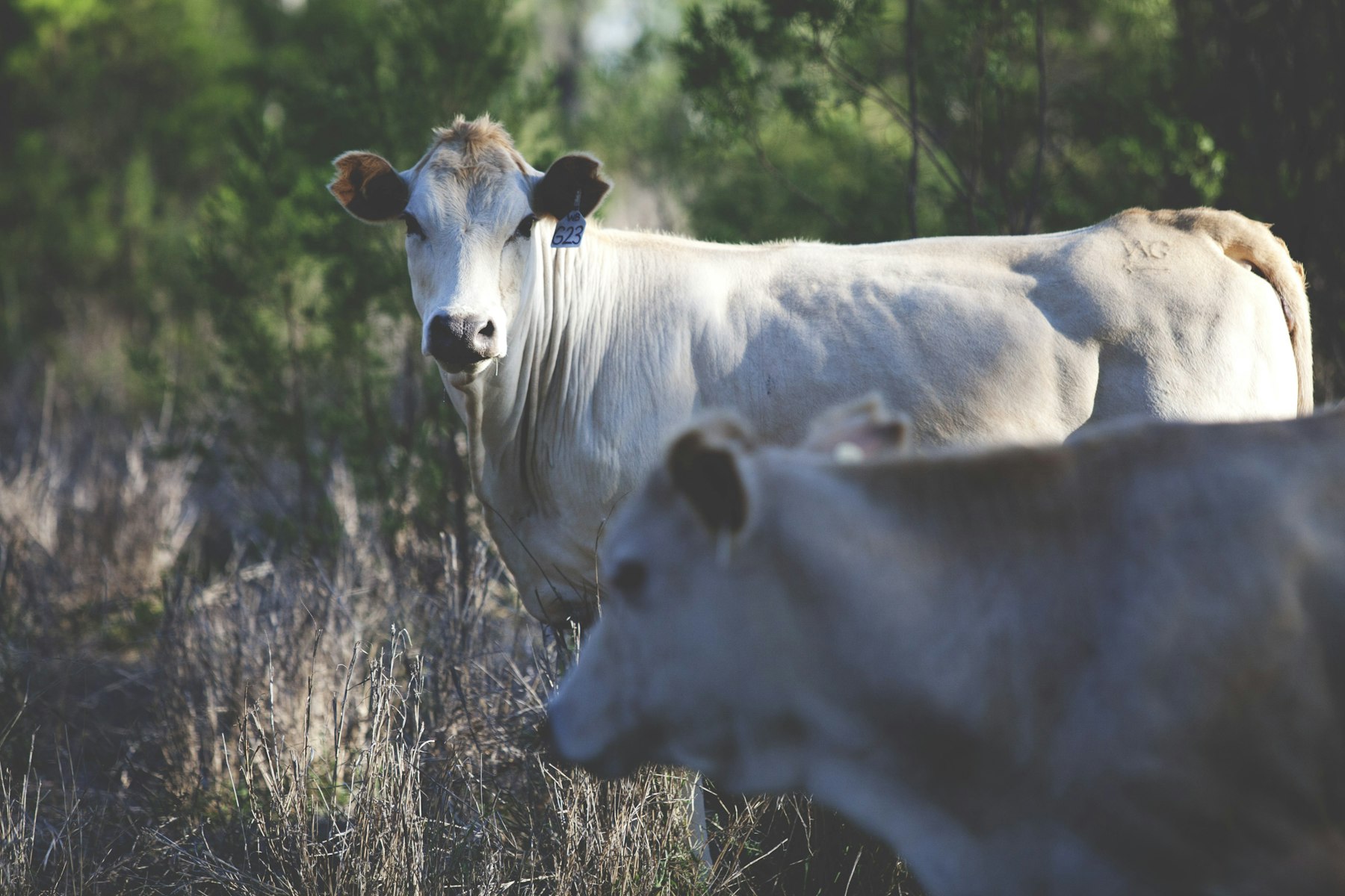 Cattle grazing in an open paddock