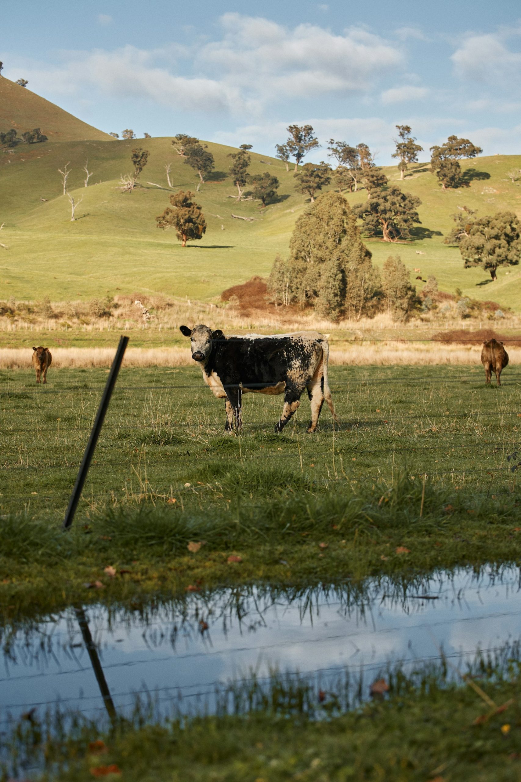 Cattle standing near a lake in farmland