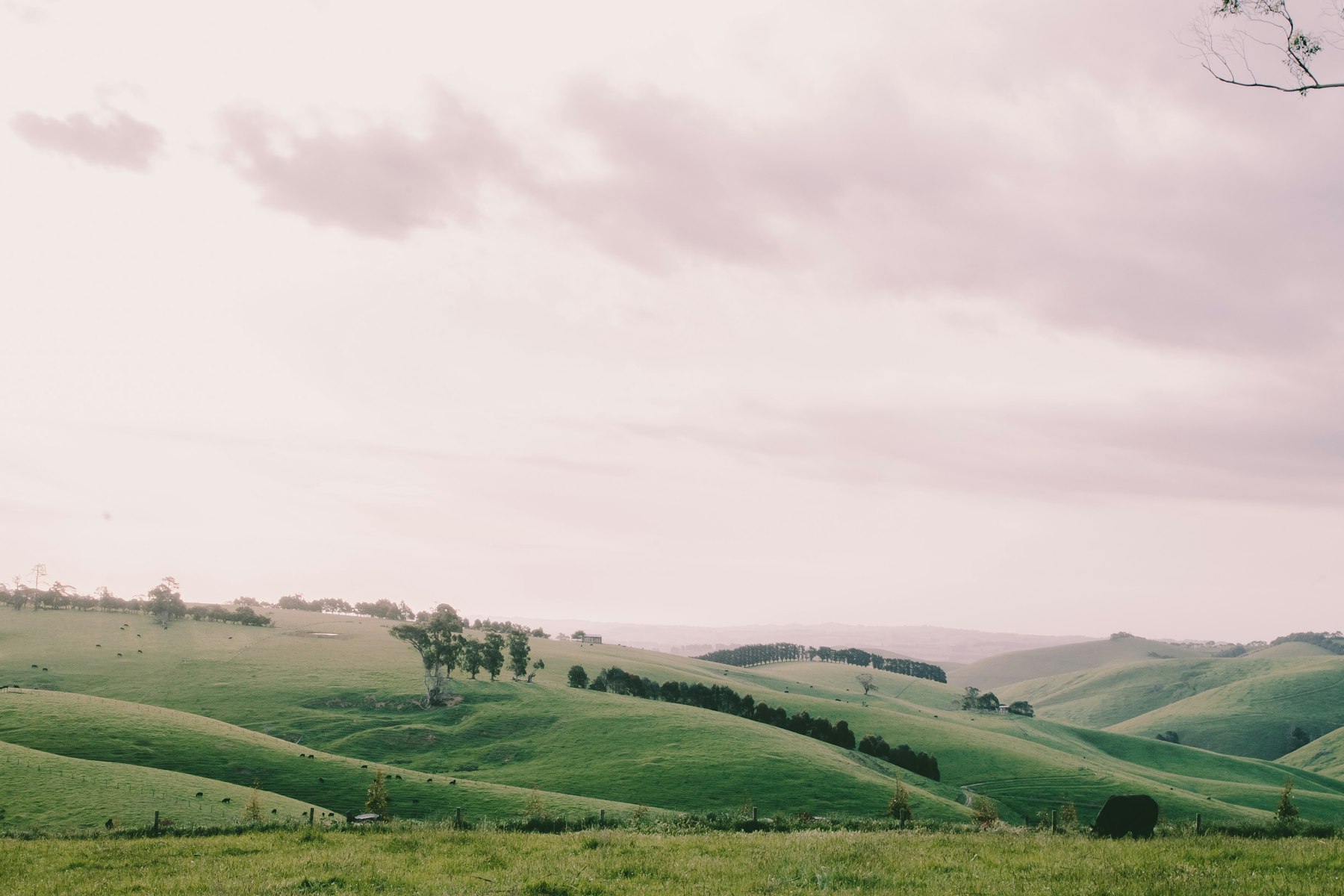 Rolling green hill under a clear sky